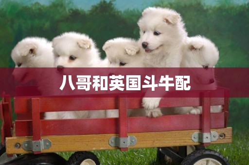 八哥和英國斗牛配