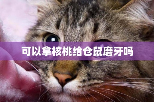 可以拿核桃給倉鼠磨牙嗎