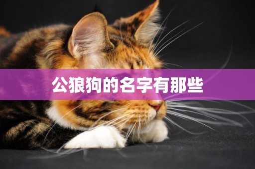 公狼狗的名字有那些