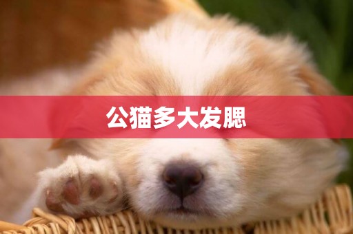 公貓多大發腮