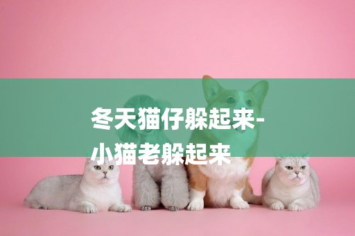 冬天貓仔躲起來-
小貓老躲起來