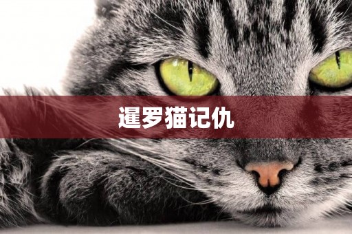 暹羅貓記仇