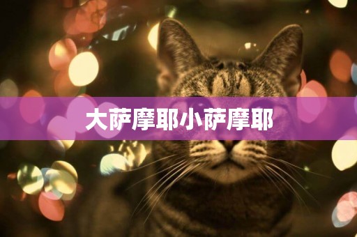 大薩摩耶小薩摩耶