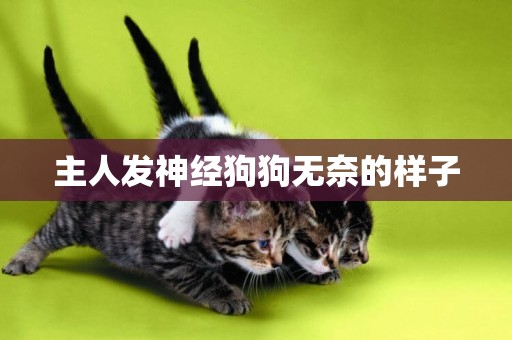主人發神經狗狗無奈的樣子