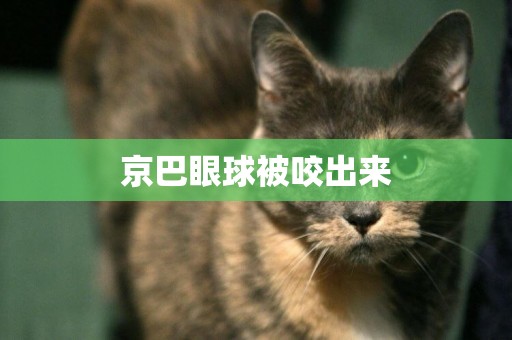 京巴眼球被咬出來