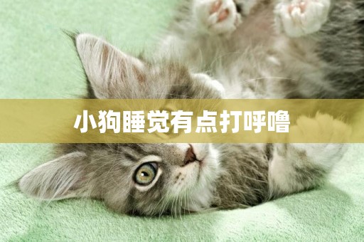 小狗睡覺有點打呼嚕