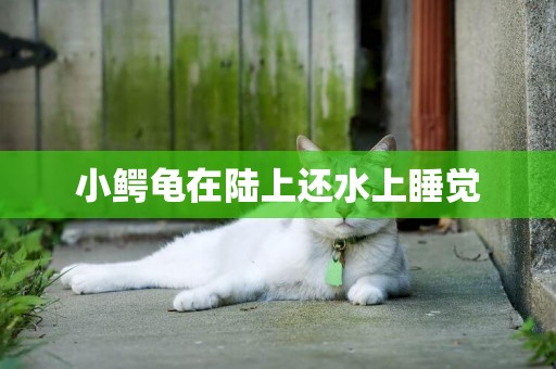 小鱷龜在陸上還水上睡覺
