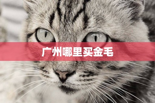 廣州哪里買金毛