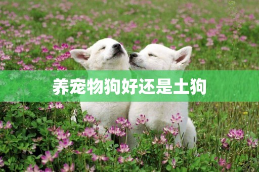 養寵物狗好還是土狗