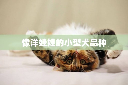 像洋娃娃的小型犬品種