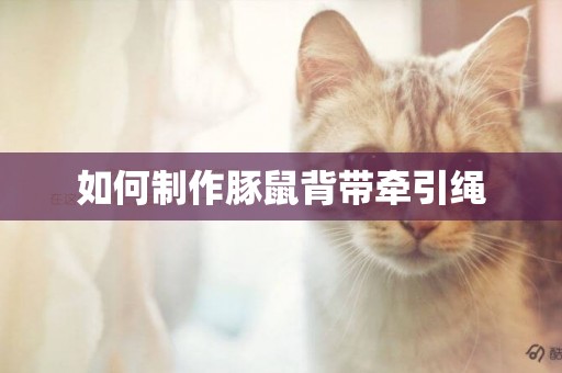 如何制作豚鼠背帶牽引繩