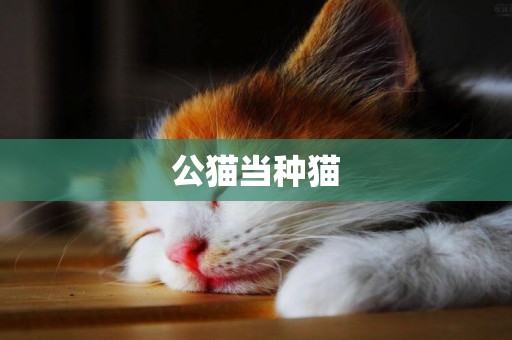 公貓當種貓