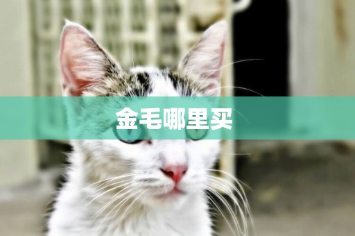 金毛哪里買 