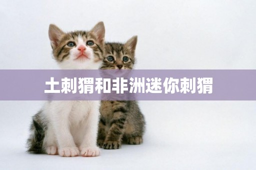 土刺猬和非洲迷你刺猬