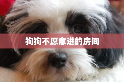 狗狗不愿意進的房間