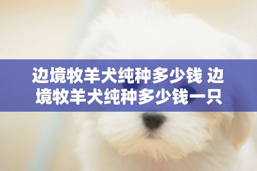 邊境牧羊犬純種多少錢 邊境牧羊犬純種多少錢一只