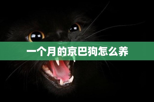 一個月的京巴狗怎么養
