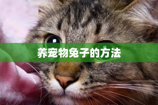 養寵物兔子的方法
