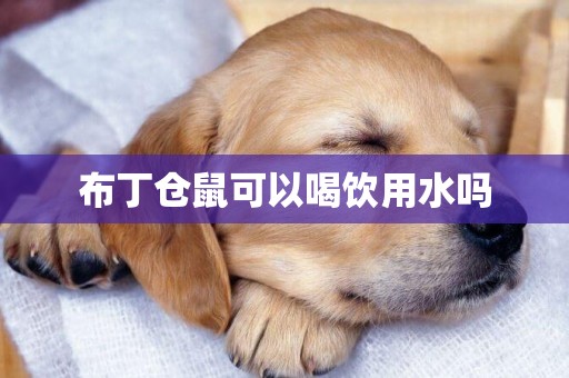 布丁倉鼠可以喝飲用水嗎