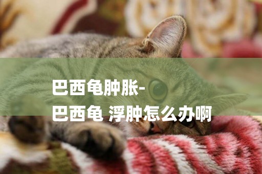 巴西龜腫脹-
巴西龜 浮腫怎么辦啊