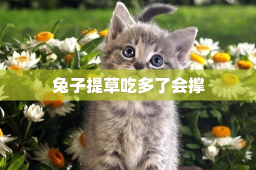 兔子提草吃多了會撐