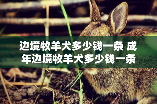 邊境牧羊犬多少錢一條 成年邊境牧羊犬多少錢一條