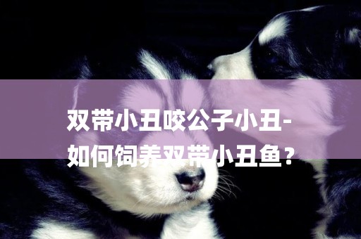 雙帶小丑咬公子小丑-
如何飼養雙帶小丑魚？