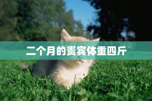 二個月的貴賓體重四斤