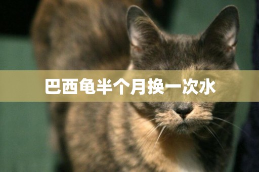 巴西龜半個月換一次水