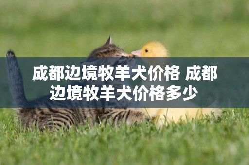 成都邊境牧羊犬價格 成都邊境牧羊犬價格多少