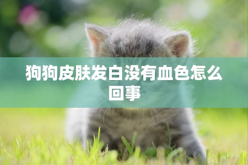 狗狗皮膚發白沒有血色怎么回事