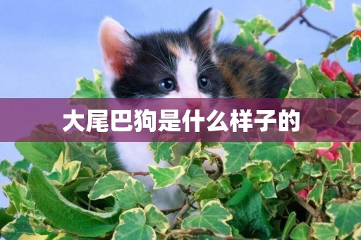 大尾巴狗是什么樣子的