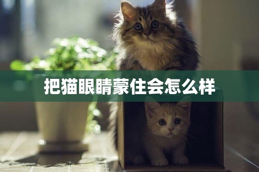 把貓眼睛蒙住會怎么樣