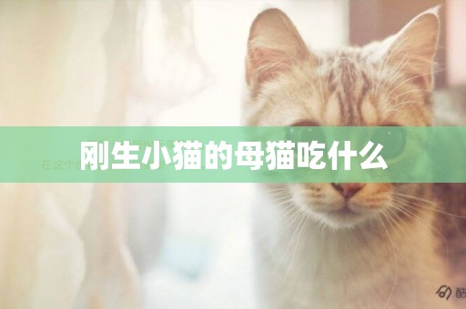 剛生小貓的母貓吃什么