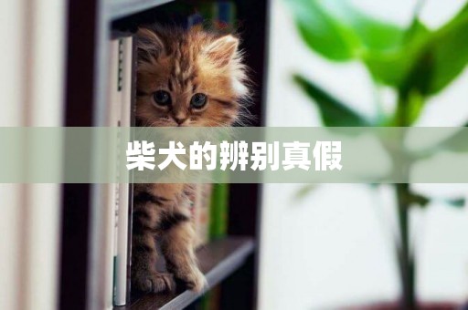 柴犬的辨別真假