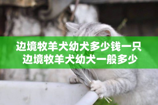 邊境牧羊犬幼犬多少錢一只 邊境牧羊犬幼犬一般多少錢一只