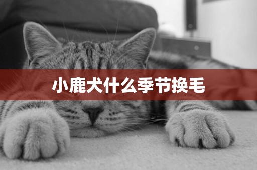 小鹿犬什么季節換毛