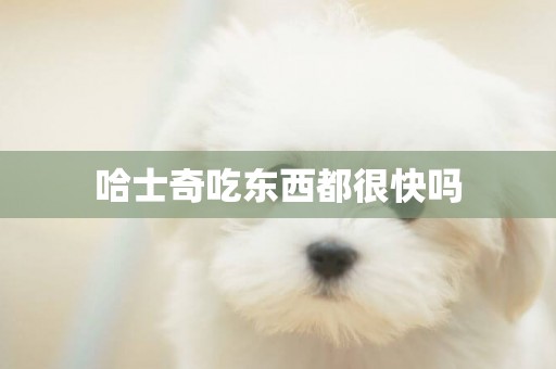 哈士奇吃東西都很快嗎