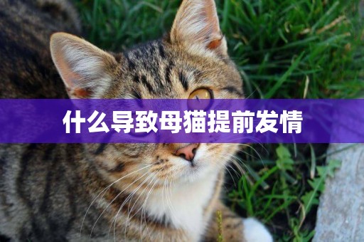 什么導致母貓提前發情