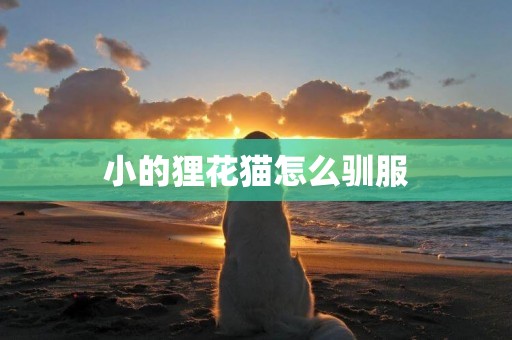 小的貍花貓怎么馴服