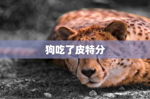 狗吃了皮特分