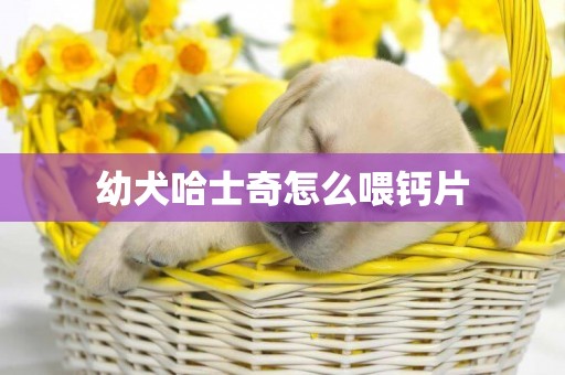幼犬哈士奇怎么喂鈣片