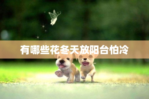 有哪些花冬天放陽臺怕冷