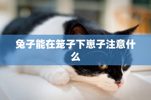 兔子能在籠子下崽子注意什么