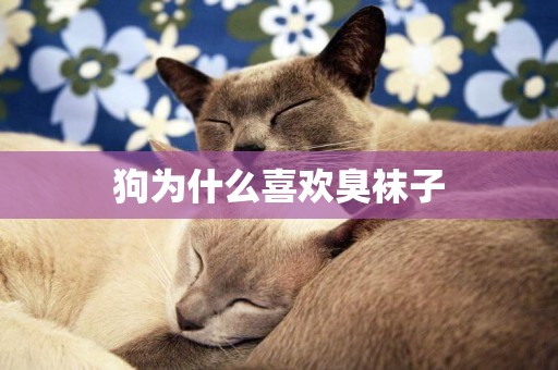 狗為什么喜歡臭襪子