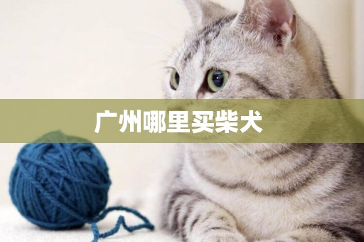 廣州哪里買柴犬 