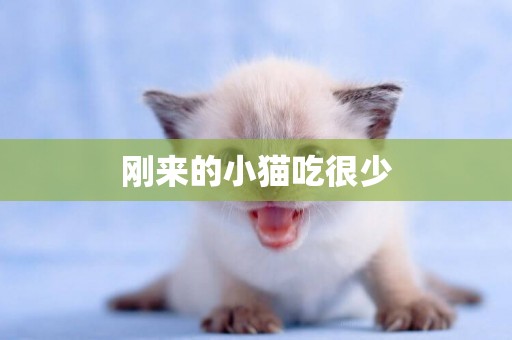 剛來的小貓吃很少
