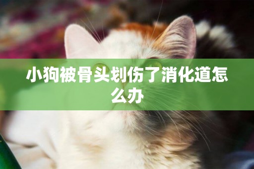 小狗被骨頭劃傷了消化道怎么辦