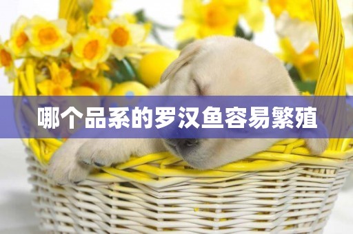 哪個品系的羅漢魚容易繁殖