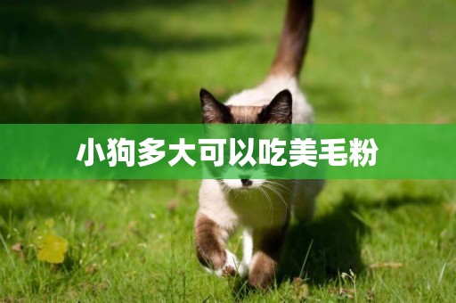 小狗多大可以吃美毛粉